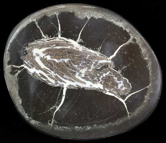 Polished Fish Coprolite (Fossil Poo) - Scotland #44677